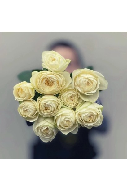 Роза Пур Блонд – плотные крупные бутоны кремового цвета